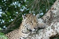 Close up of a young jaguar - Panthera onca - lying in the nook of a tree. Location: Porto Jofre, Pantanal, Brazil