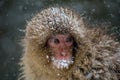 Close up on a young Japanese Macaque in a snowstorm Royalty Free Stock Photo