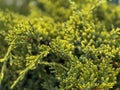 Close-up of a young juniper bush. Nature background Royalty Free Stock Photo