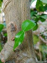 Fresh Lime Leaf Growing on Tree Bark Royalty Free Stock Photo