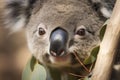 close-up of a young koala bear (Phascolarctos cinereus) on a tree eating eucalypt leaves Royalty Free Stock Photo