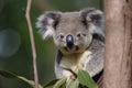 close-up of a young koala bear (Phascolarctos cinereus) on a tree eating eucalypt leaves Royalty Free Stock Photo