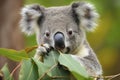 close-up of a young koala bear (Phascolarctos cinereus) on a tree eating eucalypt leaves Royalty Free Stock Photo