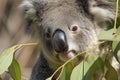 close-up of a young koala bear (Phascolarctos cinereus) on a tree eating eucalypt leaves Royalty Free Stock Photo