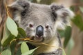 close-up of a young koala bear (Phascolarctos cinereus) on a tree eating eucalypt leaves Royalty Free Stock Photo