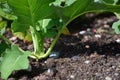 Close up of young kohlrabi growing as a plant in the vegetable garden with green leaves in the ground Royalty Free Stock Photo