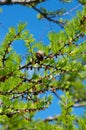 Close up of young larch needles Royalty Free Stock Photo