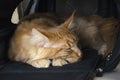 Large red marble Maine coon cat sleeps in a pet carrier Royalty Free Stock Photo