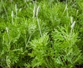 Lavender for Sale at the Farmer`s Market Royalty Free Stock Photo