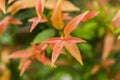 Close up young leaves of Australian Rose Royalty Free Stock Photo