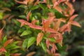 Close up young leaves of Australian Rose Royalty Free Stock Photo