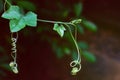 Close up of Young Leaves of Ivy Gourd.