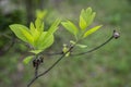 Close-up of young leaves of the sassafras tree in springtime.