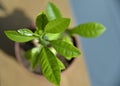 Close up Young lemon tree on the Pot under the sun