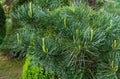 Close-up of young light shoots on original two-tone green and silvery pine of Japanese pine Pinus parviflora Glauca