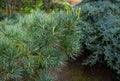 Close-up of young light shoots on original two-tone green and silvery pine of Japanese pine Pinus parviflora Glauca