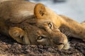 Close-up of young lion lying with catchlights Royalty Free Stock Photo