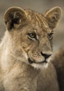 Close-up of a young lion, Serengeti, Tanzania