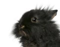 Close-up of young Lionhead rabbit, 2 months old