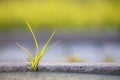 Close up of young little green plant starting to grow between concrete tiles in spring. Beginning of new life concept Royalty Free Stock Photo