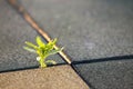 Close up of young little green plant starting to grow between concrete tiles in spring. Beginning of new life concept Royalty Free Stock Photo