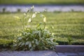 Close up of young little green plant starting to grow between concrete tiles in spring. Beginning of new life concept Royalty Free Stock Photo