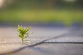 Close up of young little green plant starting to grow between concrete tiles in spring. Beginning of new life concept Royalty Free Stock Photo