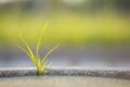 Close up of young little green plant starting to grow between concrete tiles in spring. Beginning of new life concept Royalty Free Stock Photo