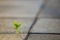 Close up of young little green plant starting to grow between concrete tiles in spring. Beginning of new life concept Royalty Free Stock Photo