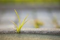 Close up of young little green plant starting to grow between concrete tiles in spring. Beginning of new life concept Royalty Free Stock Photo