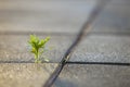 Close up of young little green plant starting to grow between concrete tiles in spring. Beginning of new life concept Royalty Free Stock Photo