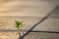 Close up of young little green plant starting to grow between concrete tiles in spring. Beginning of new life concept Royalty Free Stock Photo