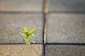 Close up of young little green plant starting to grow between concrete tiles in spring. Beginning of new life concept Royalty Free Stock Photo