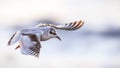 Close up of a young little gull