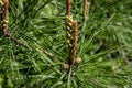 Close-up of young long shoots on pine Pinus densiflora Umbraculifera with females cones 2th year