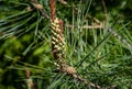 Close-up of young long shoots on pine Pinus densiflora Umbraculifera with females cones 2th year. Sunny day in spring garden