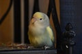 Close up young lovebird Royalty Free Stock Photo