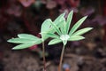 Close-up of young lupine leaves with a drop of water after rain. Latin Name: Lupinus Wolfish