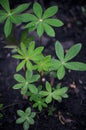 Close up of young lupine leaves. Royalty Free Stock Photo