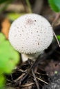 Close up of young Lycoperdon perlatum mushroom known as common puffball.