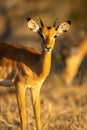 Close-up of young male common impala staring