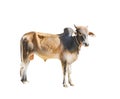 Young male cow isolated on white background with clipping path Royalty Free Stock Photo