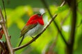 Close up of Young male Crimson Sunbird Royalty Free Stock Photo