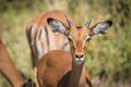 Close-up of young male impala head on Royalty Free Stock Photo