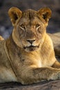 Close-up of young male lion with catchlights Royalty Free Stock Photo