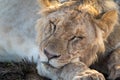 Close-up of young male lion lying asleep Royalty Free Stock Photo