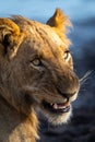 Close-up of young male lion opening jaws Royalty Free Stock Photo