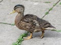 Close up of young male mallard duck walking. Royalty Free Stock Photo