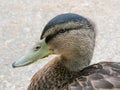 Close up portrait of young male mallard duck. Royalty Free Stock Photo