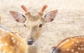 Close up young male sika deers or spotted deers or Japanese deers Cervus nippon wild animal